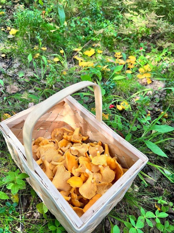 Gemuetliches Blockhaus Im Wald Βίλα Auktsjaur Εξωτερικό φωτογραφία